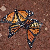 Danaus plexippus